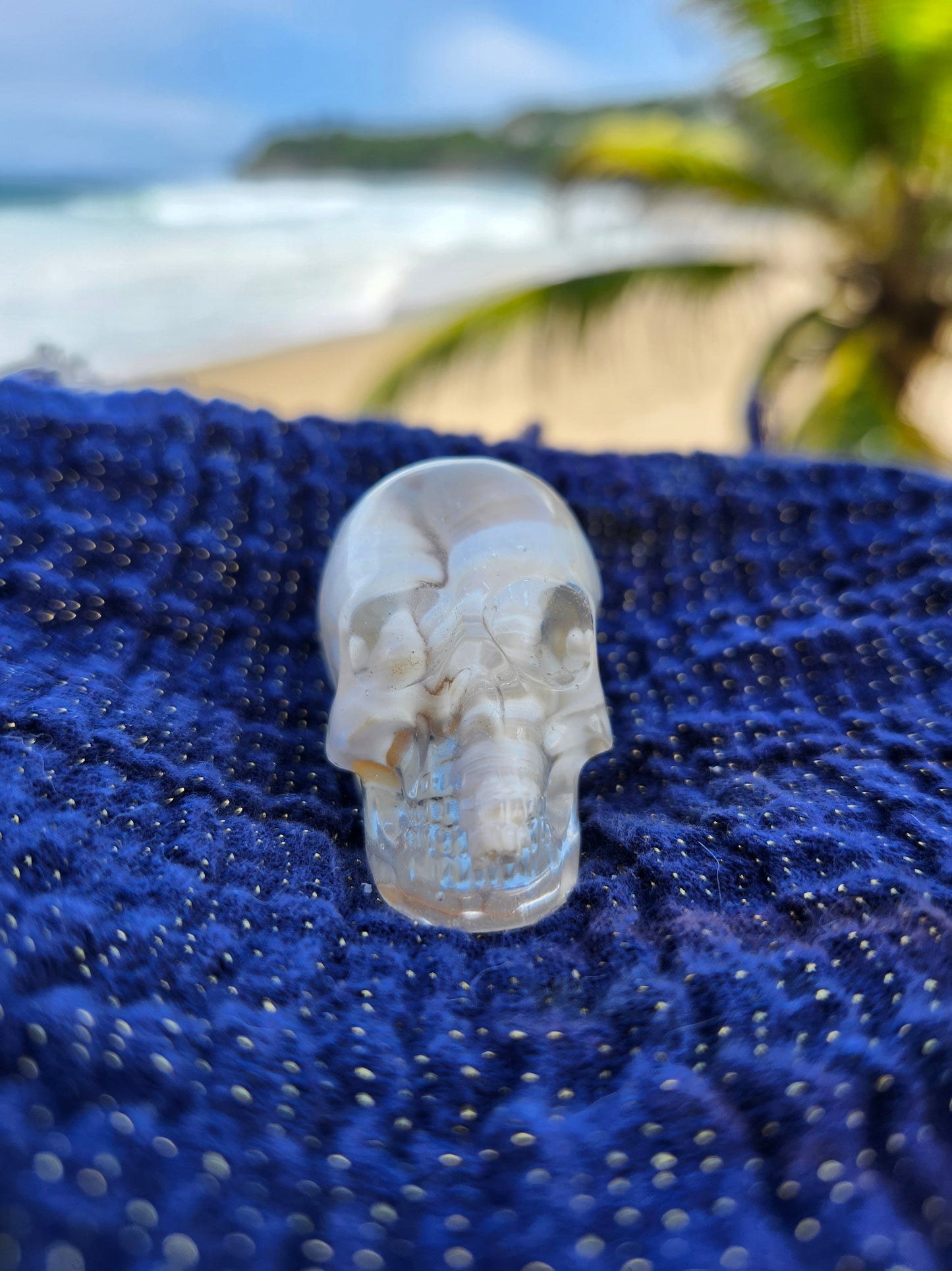 Calavera pequeña caracoles